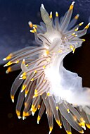 Minette Layne from Seattle, Washington, USA, CC BY 2.0 <https://creativecommons.org/licenses/by/2.0>, via Wikimedia Commons