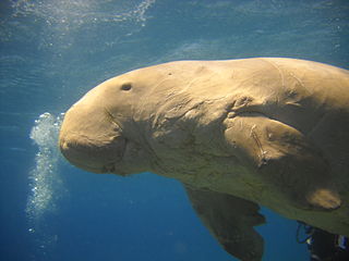 Camille Ménard, 2011. 320px-Dugong_marsa_alam_egypt_2011 This file is licensed under the Creative Commons Attribution-Share Alike 3.0 Unported