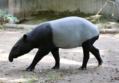 Malayan Tapir