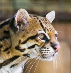 Ocelot