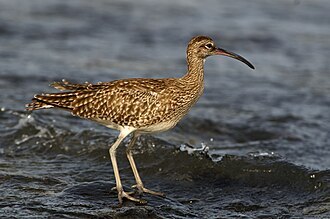 Hobbyfotowiki, CC0, via Wikimedia Commons