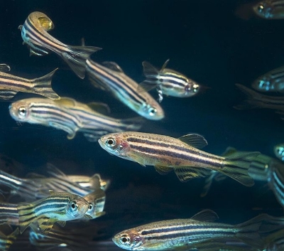 Zebrafish