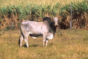 Scott Bauer, USDA ARS, Public domain, via Wikimedia Commons