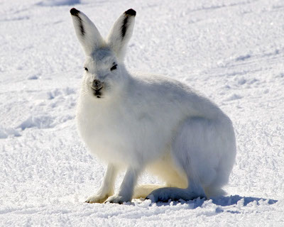 By Steve Sayles from Rankin Inlet, Nunavut, Canada - Arctic_Hare, CC BY-SA 2.0, https://commons.wikimedia.org/w/index.php?curid=11405732