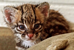 Ocelot