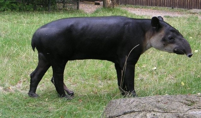 By Baird's Tapir - Own work, CC BY-SA 3.0, https://commons.wikimedia.org/w/index.php?curid=7617836