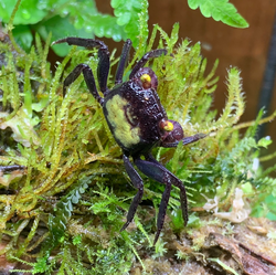 AverageWalrus, CC BY-SA 4.0 <https://creativecommons.org/licenses/by-sa/4.0>, via Wikimedia Commons