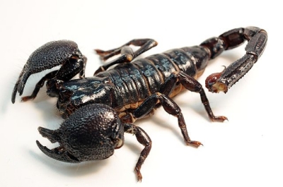 Emperor Scorpion