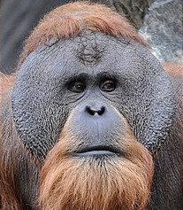 By Eric KilbyAiwokTim Laman - https://commons.wikimedia.org/wiki/File:Male_Bornean_Orangutan_-_Big_Cheeks.jpghttps://commons.wikimedia.org/wiki/File:Pongo_abelii_m2.JPGhttps://commons.wikimedia.org/wiki/File:Pongo_tapanuliensis.jpg, CC BY-SA 3.0, https://commons.wikimedia.org/w/index.php?curid=63873771