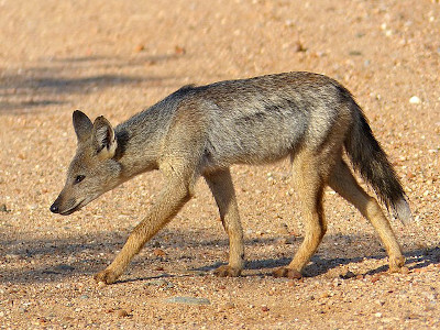 By Bernard DUPONT from FRANCE - Side-striped Jackal (Canis adustus): rare sighting of this nocturnal animal ..., CC BY-SA 2.0, https://commons.wikimedia.org/w/index.php?curid=40783166