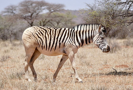 By Bernard DUPONT from FRANCE - Plains Zebra (Equus quagga burchellii) mare, showing the disappearance of stripes characteristic of the "Quagga" proper (now extinct) ..., CC BY-SA 2.0, https://commons.wikimedia.org/w/index.php?curid=93109757