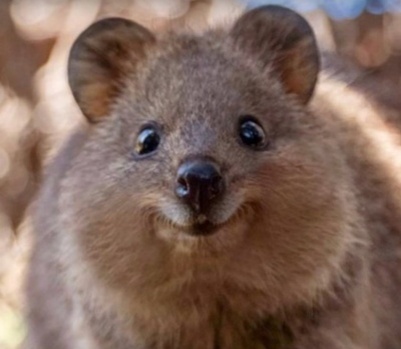 A Quokka