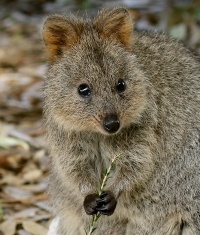 A Quokka