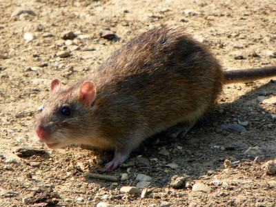 By AnemoneProjectors (talk) - Brown Rat (Rattus norvegicus)Uploaded by Snowmanradio, CC BY-SA 2.0, https://commons.wikimedia.org/w/index.php?curid=15187853