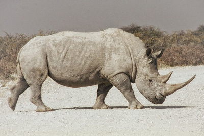 A white rhinocerous