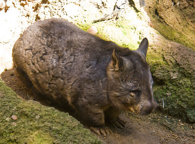 By Jason Pratt - originally posted to Flickr as Southern Hairy-nosed Wombat, CC BY 2.0, https://commons.wikimedia.org/w/index.php?curid=7669805