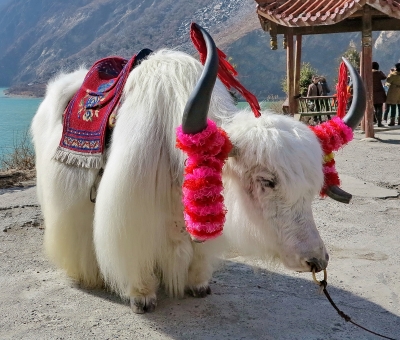 Yak